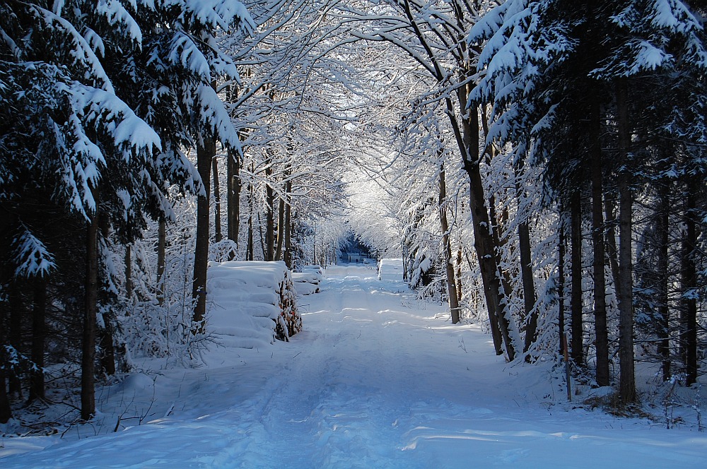 Leise rieselt der Schnee Foto & Bild | jahreszeiten ...