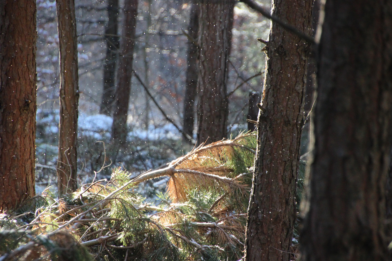 Leise rieselt der Schnee