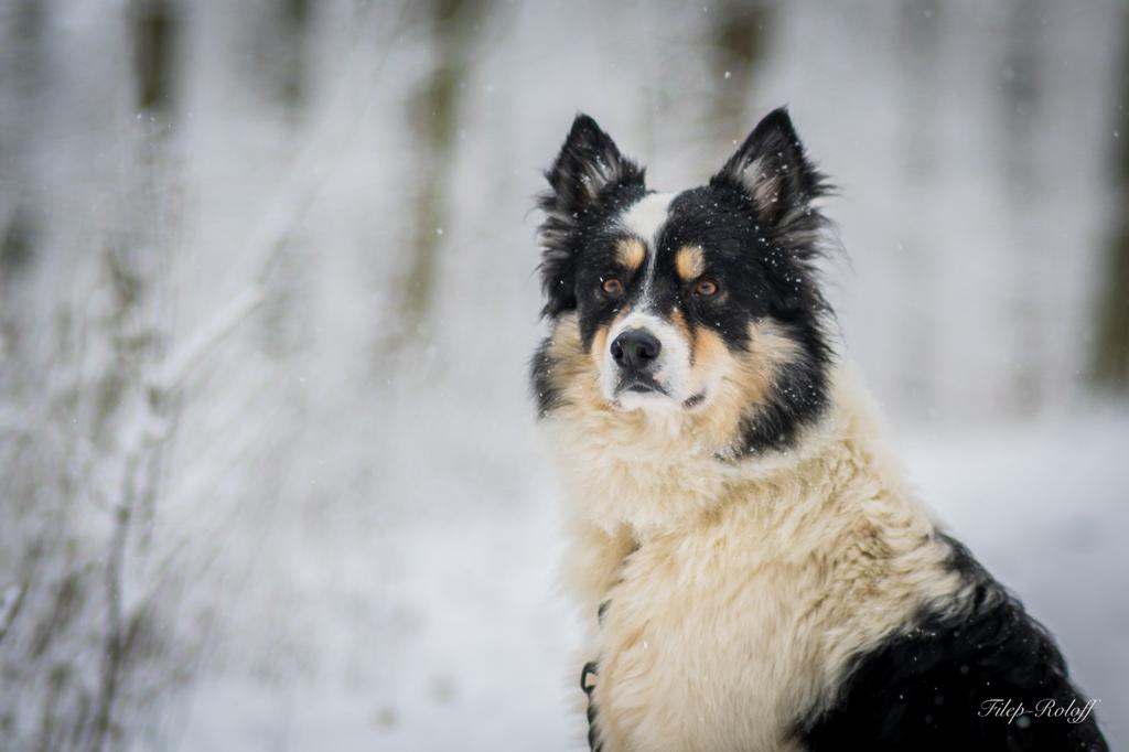 Leise Rieselt der Schnee.....