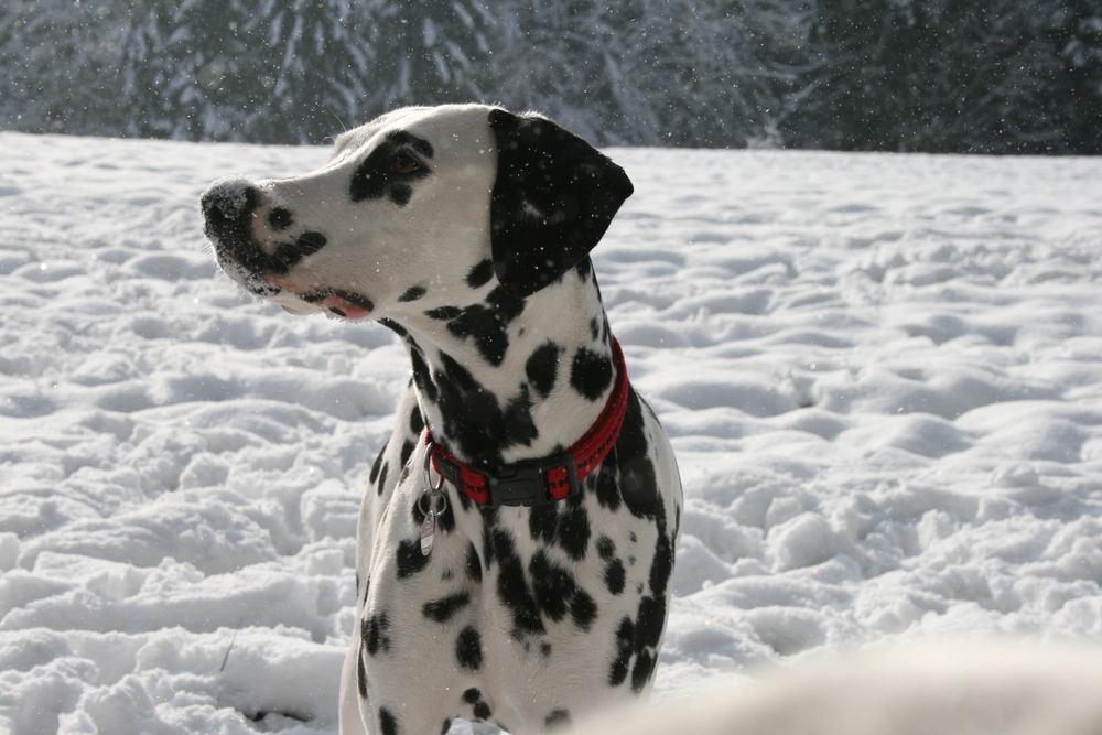 Leise rieselt der Schnee....