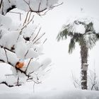 Leise rieselt der Schnee