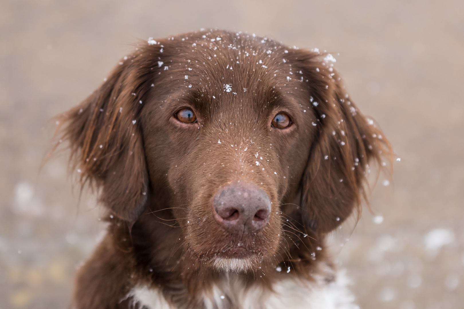 Leise rieselt der Schnee 