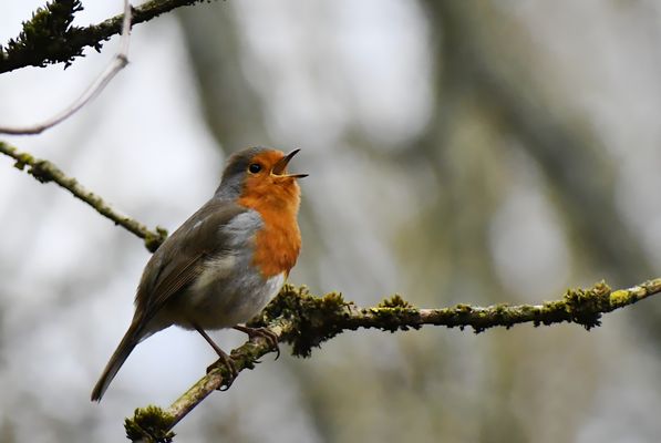 Leise rieselt der Schnee,...