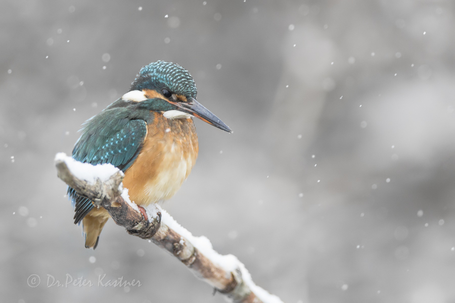 ... leise rieselt der Schnee ...