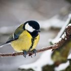 Leise rieselt der Schnee