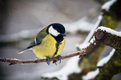 Leise rieselt der Schnee