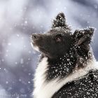 Leise rieselt der Schnee auf der schwäbischen Alb II