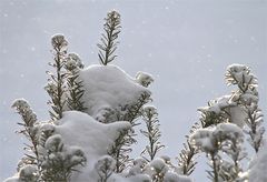 Leise rieselt der Schnee...