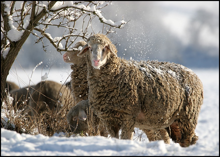 LEISE RIESELT DER SCHNEE ;o)