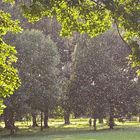 Leise rieselt der Sommerschnee