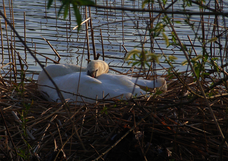 leise sanft friedlich ... die goldene stunde