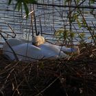 leise sanft friedlich ... die goldene stunde