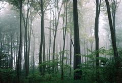 Leise schleicht der Nebel