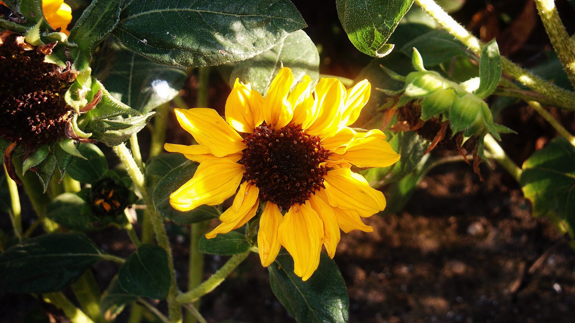 Leise schon zittert´s wie Herbst durch die Lüfte, das Sonneblumen Blühen, wie lange noch währt´s?