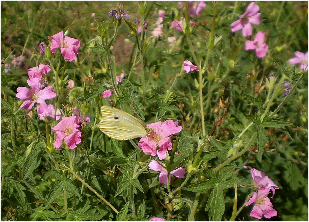 Leiser Abschied