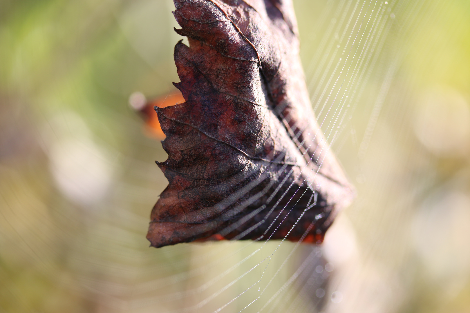 leiser Abschied vom Sommer ...´14