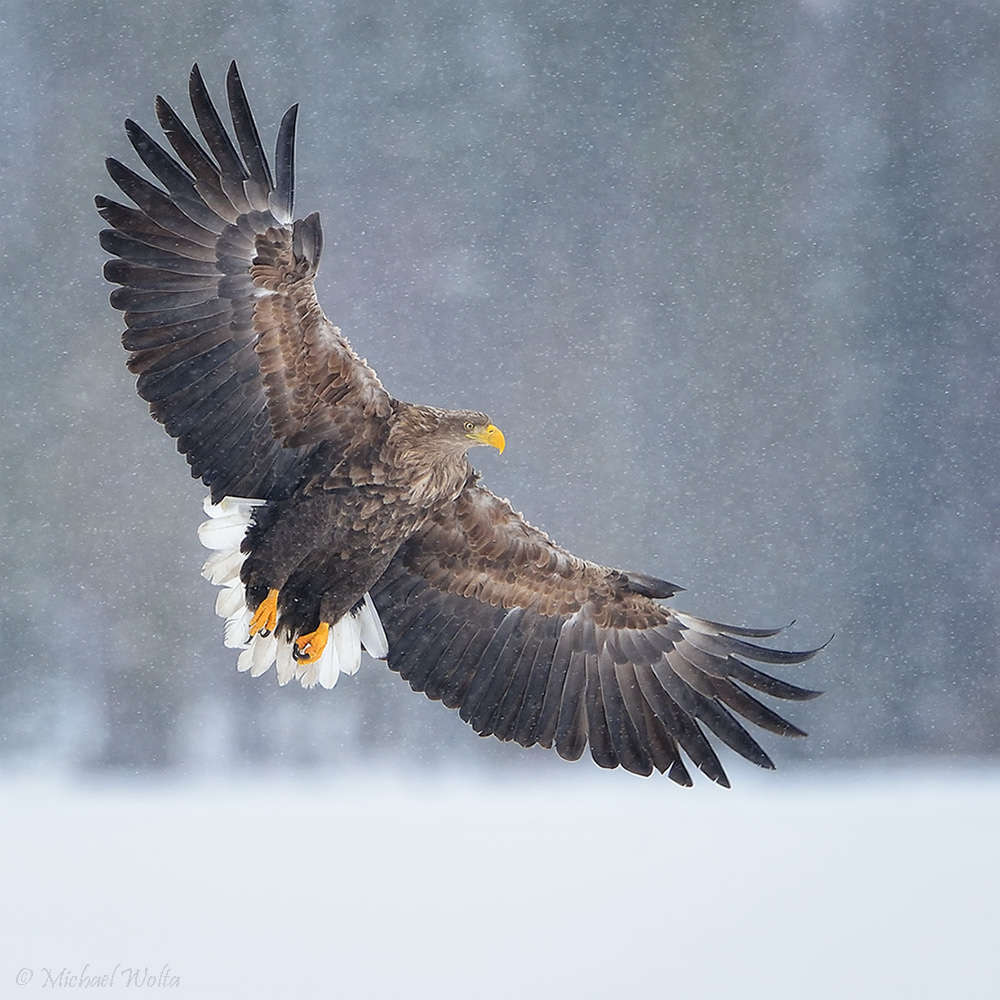 Leiser als die Schneeflocken