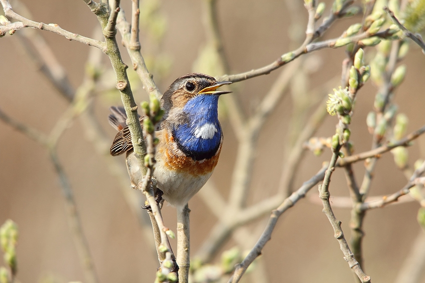 Leiser Gesang im Weidenbusch