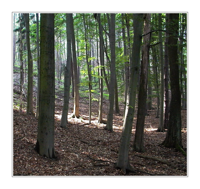 ~~~ leiser stiller Wald ~~~ ~~~ von Klaus-Uwe Kühl