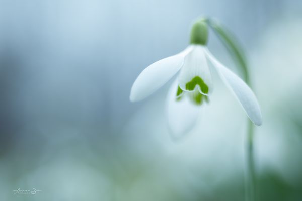 ... leises Blühen ...