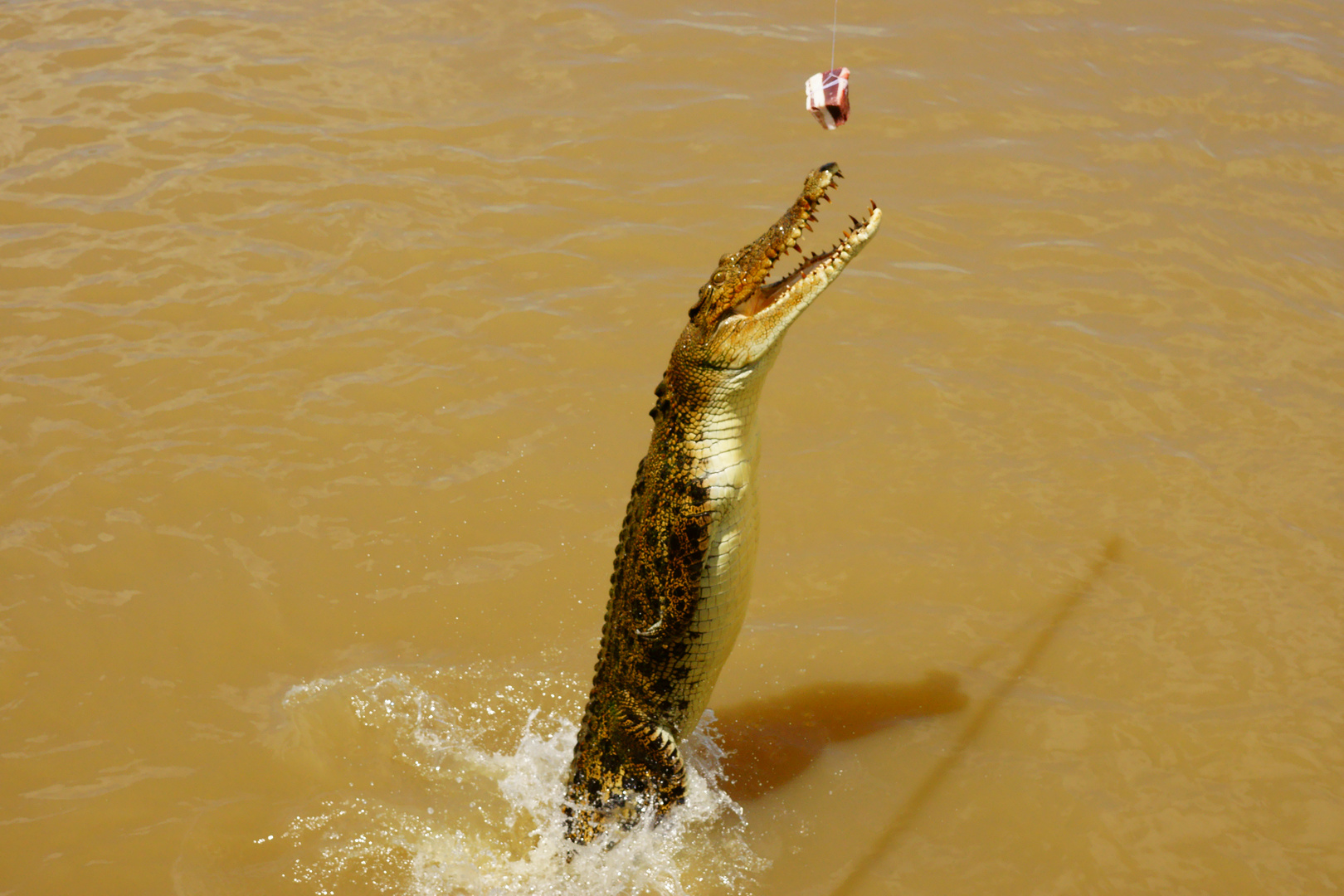 Leistenkrokodil - Crocodylus porosus