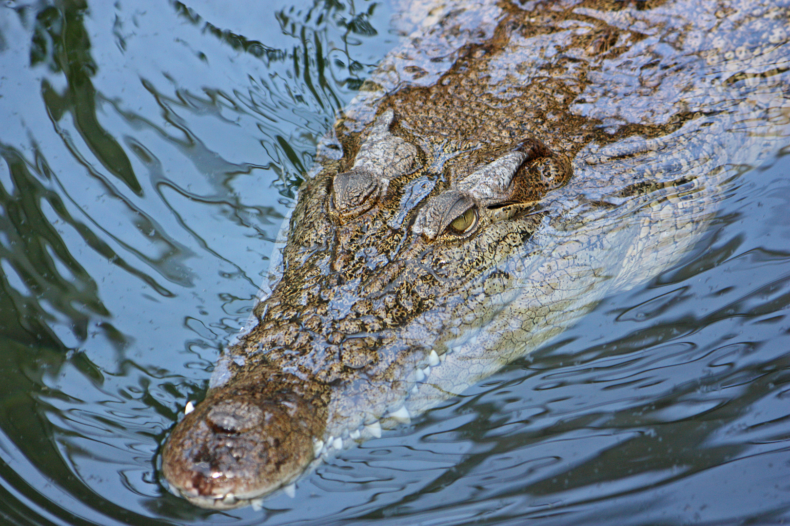 Leistenkrokodil (Crocodylus porosus)