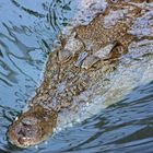 Leistenkrokodil (Crocodylus porosus)