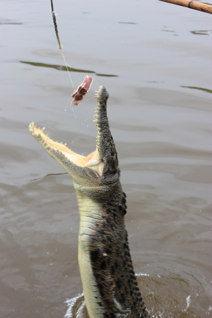 Leistenkrokodil im Adelaide River