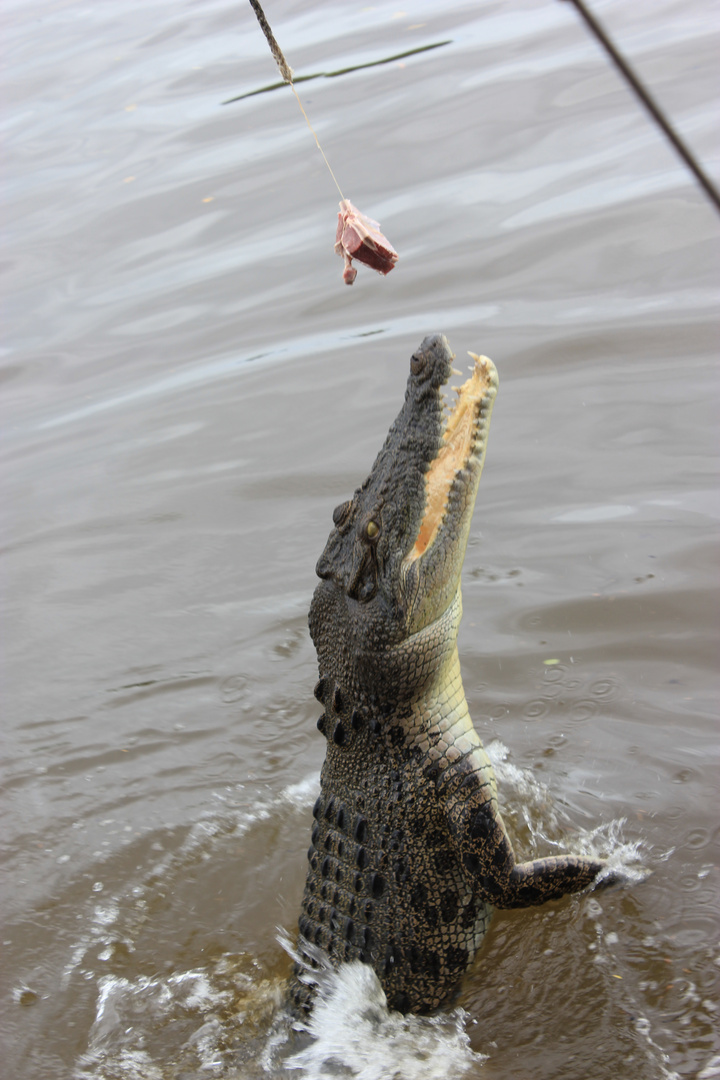 Leistenkrokodil im Adelaide River, Northern Territory, Australien