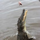 Leistenkrokodil im Adelaide River, Northern Territory, Australien