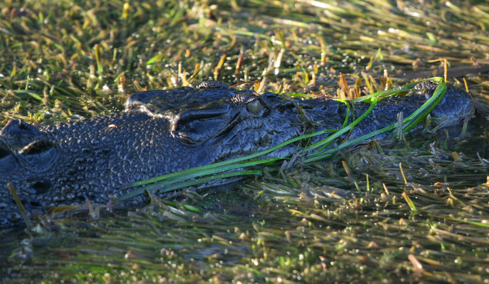 Leistenkrokodil (Saltie)