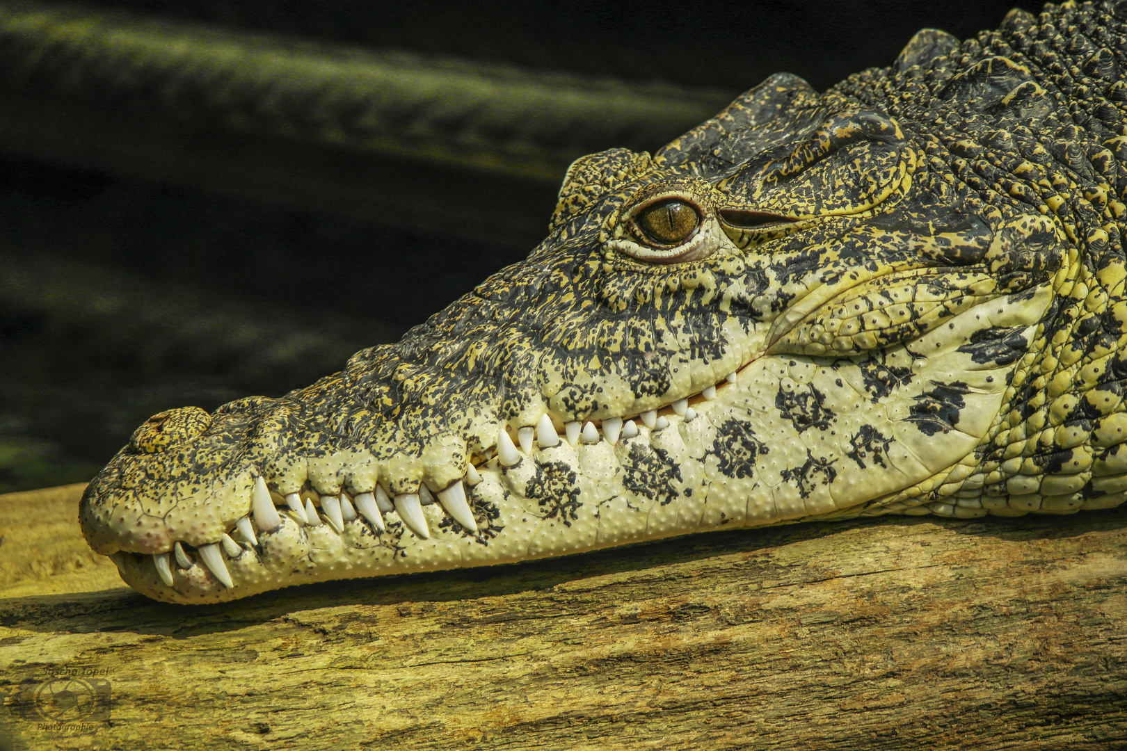 Leistenkrokodil Sealife Hannover