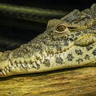 Leistenkrokodil Sealife Hannover