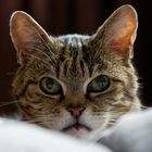 User Profile Photo