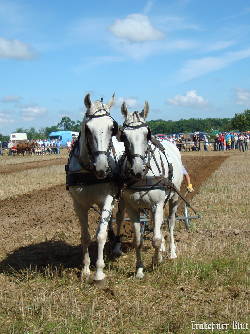 Leistungspflügen in Flechtingen 2012