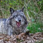 LEIT-WOLF  (2)