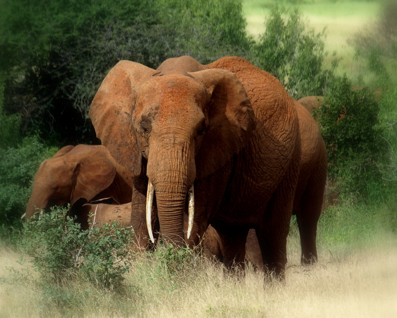 Leitbulle einer Elefantenherde im Tsavo-Nationalpark Kenia