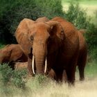 Leitbulle einer Elefantenherde im Tsavo-Nationalpark Kenia