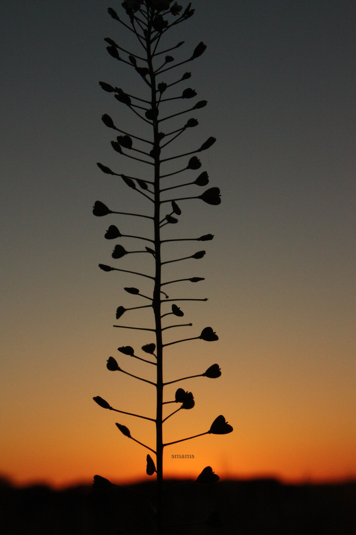 Leiter Zum Himmel Auf Einmal Welten Entfernt Foto Bild Natur Pflanzen Youth Bilder Auf Fotocommunity