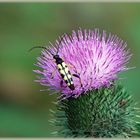 - Leiterbock auf Distelblüte -