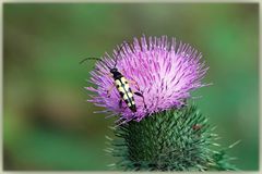 - Leiterbock auf Distelblüte -