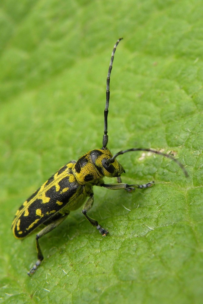 Leiterbock