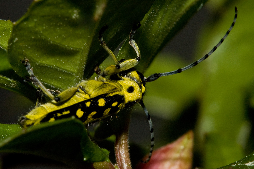 Leiterbock, Saperda scalaris