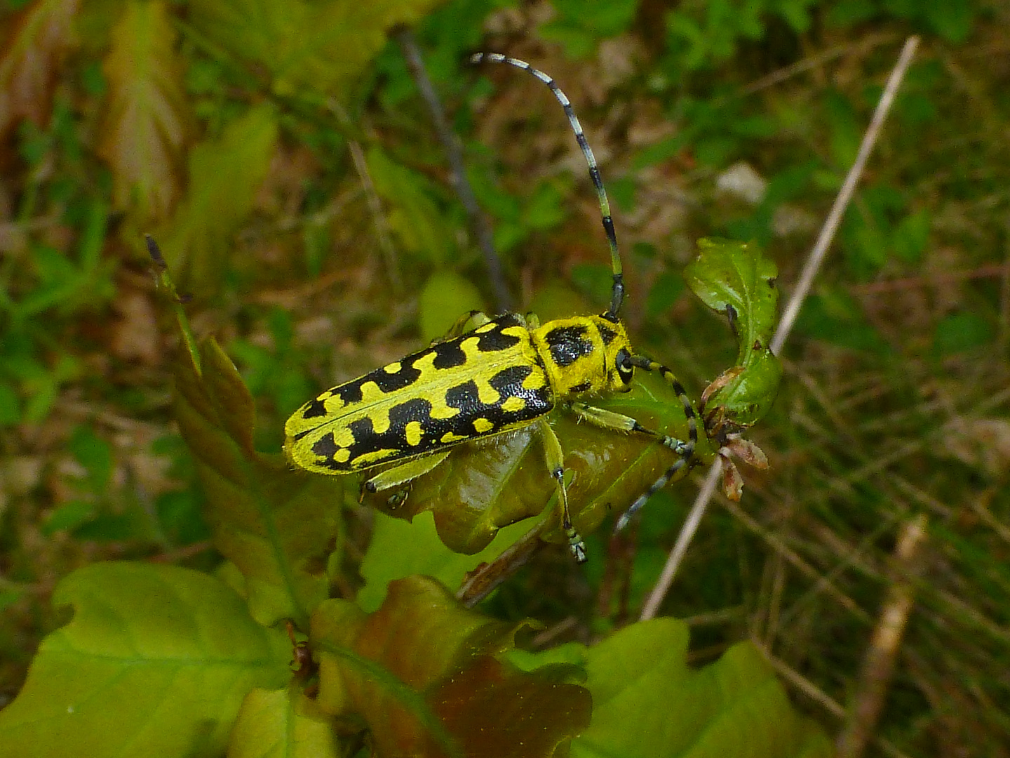 Leiterbock (Saperda scalaris)