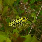 Leiterbock (Saperda scalaris)