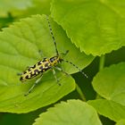 Leiterbock (Saperda scalaris)