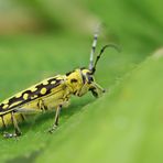 Leiterbock ,Saperda scalaris