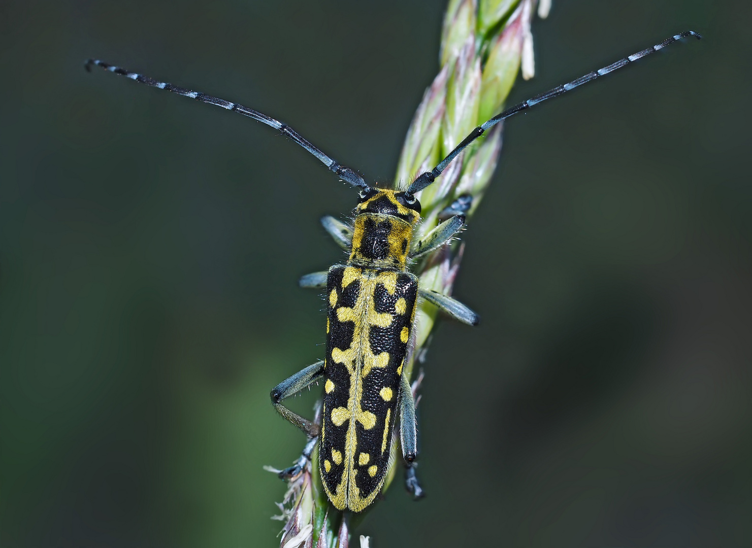 Leiterbock (Saperda scalaris) - La Saperde à échelons.