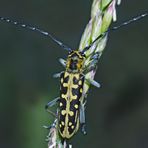 Leiterbock (Saperda scalaris) - La Saperde à échelons.