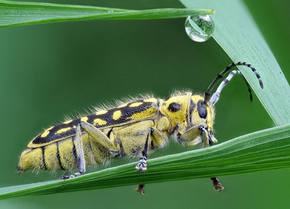 Leiterbock (Saperda scalaris) unter der Dusche